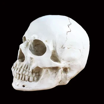 Életnagyság 2 rész Felnőtt emberi anatómia fej csontváz modell levehető koponyasapkával mozgó állkapocs kézzel festett színes varróvonallal