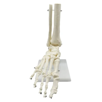 1:1 Emberi csontváz láb anatómiai modell Láb és boka szárral Anatómiai modell Anatómiai tananyagok